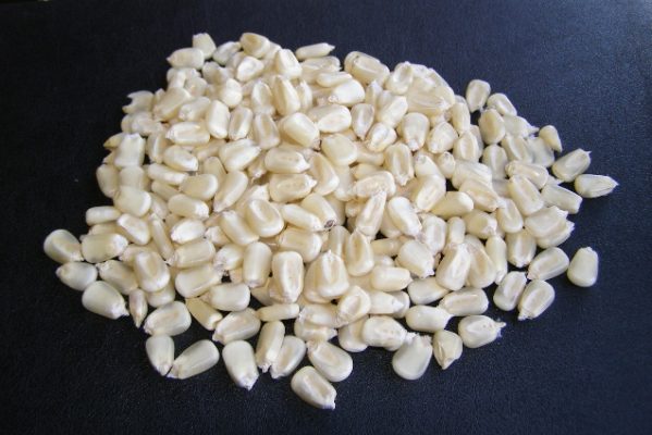Buy Non-GMO Corn in Bulk